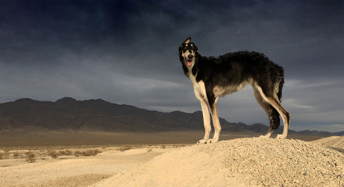 dezzoi:Ghost on our evening walk - awesome sunset and dark sky!