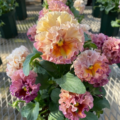 florealegiardini:  Beautiful ombre colored Hollyhocks ~ ronkunrun