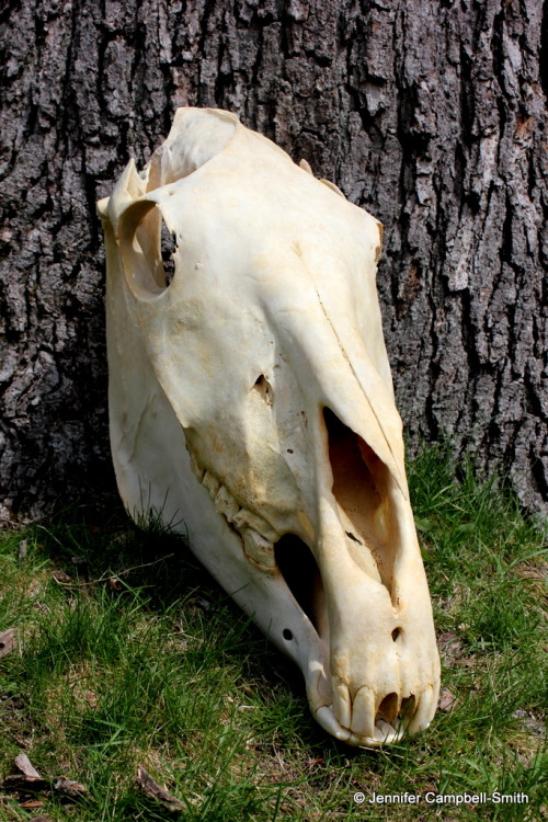 Horse (Equus caballus) partially cleaned by me.  It’s not as white as I like to get my skulls,