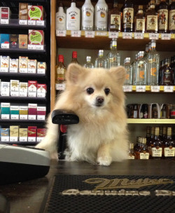 villainery:  awwww-cute:  What can I get for you?  4 bottles of vodka and 2 packs of Marlboro reds 