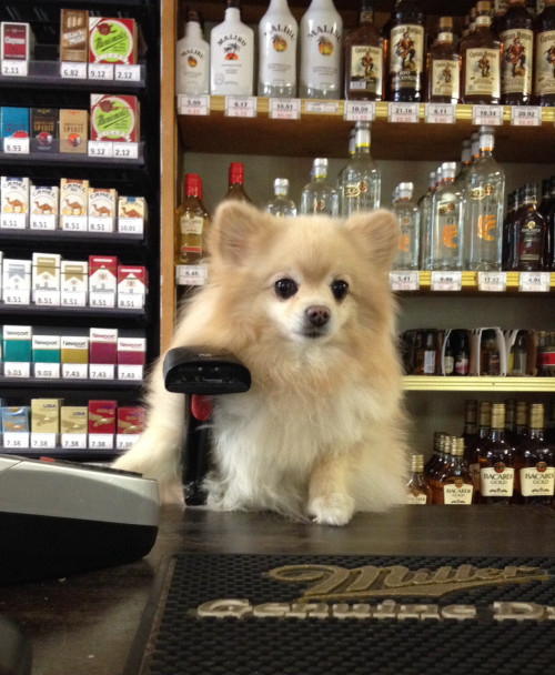 villainery:  awwww-cute:  What can I get for you?  4 bottles of vodka and 2 packs of Marlboro reds 
