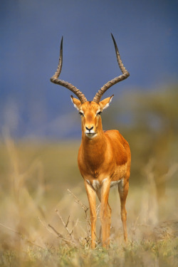 funkysafari:  Male Impala (Aepyceros melampus)