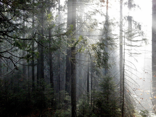 Smoke through the trees by ScotchBroom on Flickr.