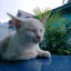 aprilsembilan