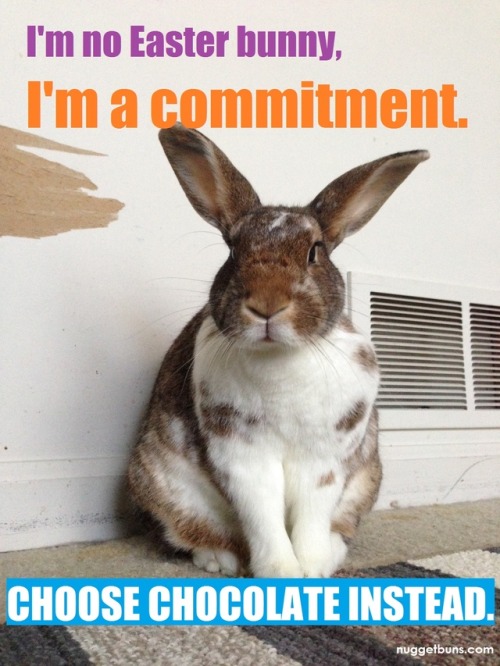 Did you know bunnies can live up to 12 years? If you’re not ready for a long-term commitment, choose