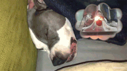 visitamitumblr:   ¿Te has preguntado alguna vez que sueña tu perro?  