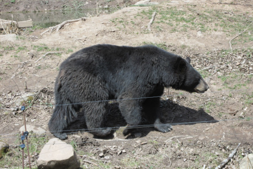 rebexorcist:  I went to the zoo last week and obviously all I was thinking at the black bear exhibit was “I gotta get some cute shots for @artemispanthar!” And I didn’t get very many so I’ll throw in two bonus shots from a couple of years ago