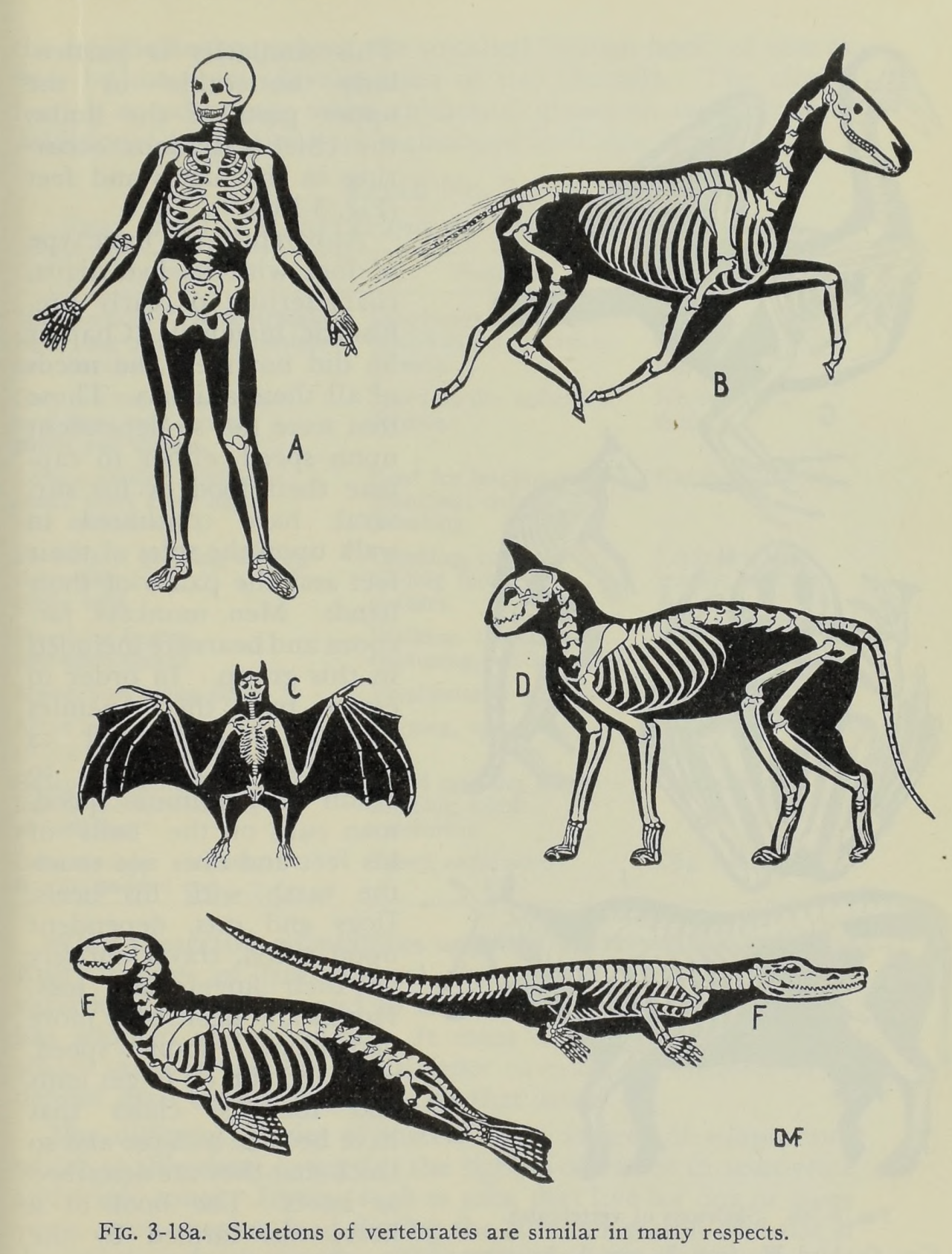 nemfrog — “Skeletons of vertebrates are similar in many...