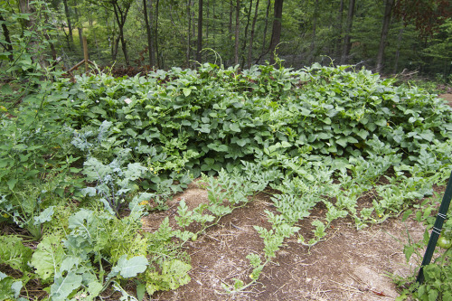 awildholler:Garden of Eating