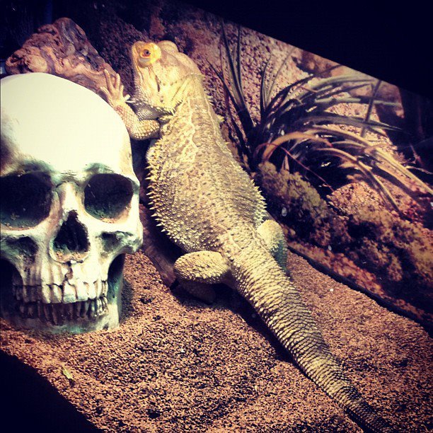 Eddy the Bearded Dragon