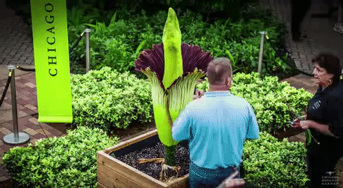 npr:climateadaptation:the-future-now:The New York Botanical Garden’s corpse flower may finally bloom