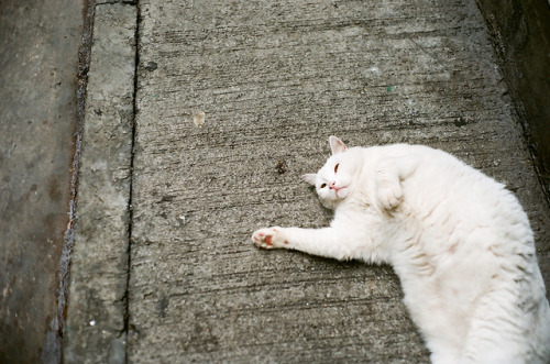 marisais:  Funny pose by popoandrew on Flickr. 