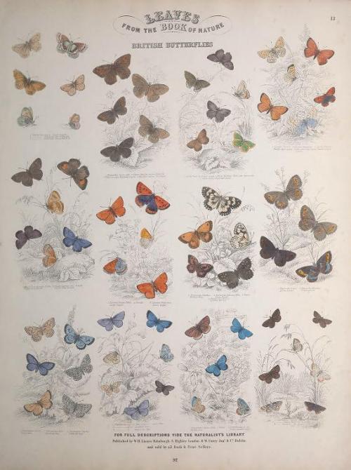 heaveninawildflower: Engravings of Lepidoptera taken from ‘Leaves from the Book of Nature&rsqu