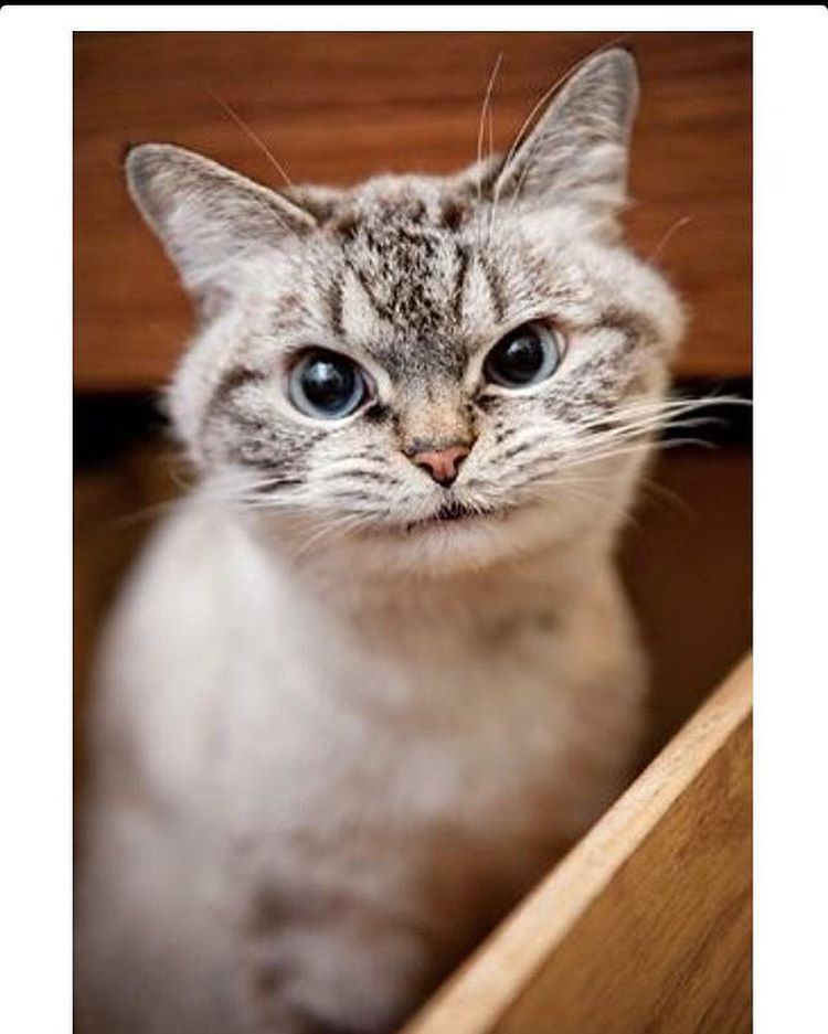 catsandkitten:  This is Loki.. the kitteh