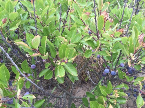 biodiverseed:Beach Plums (Prunus maritima)Submitted by d-tricky I’ve been meaning to submit these ph