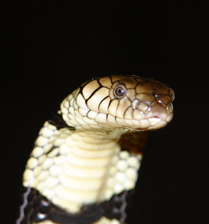 exotic-venom:    (Naja annulata) banded water cobra  