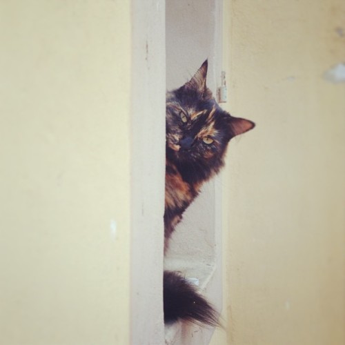 cat-in-windows:  (via .@matteorabatti | #hello #human #cat #instacat #instacool #summer #day #cutene