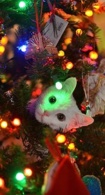 Catsbeaversandducks:  “Wreck The Tree And Blame The Doggie… Fa La La La La La