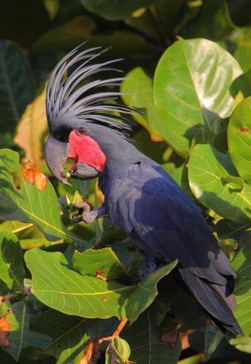 oceaniatropics:Palm Cockatoo, native to Cape York,North Queensland, Australia