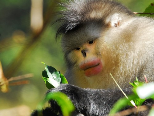 itseasytoremember:northmagneticpole:China’s Golden Monkeys-National Geographic Channels / Dr. 