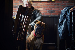 brutalgeneration:  Lebowskis Dog by Ashley Baxter on Flickr. 