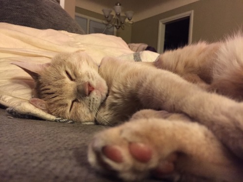 derpycats:  Melody (white), Leeloo (blonde), O'Malley (grey), Ruby (black)