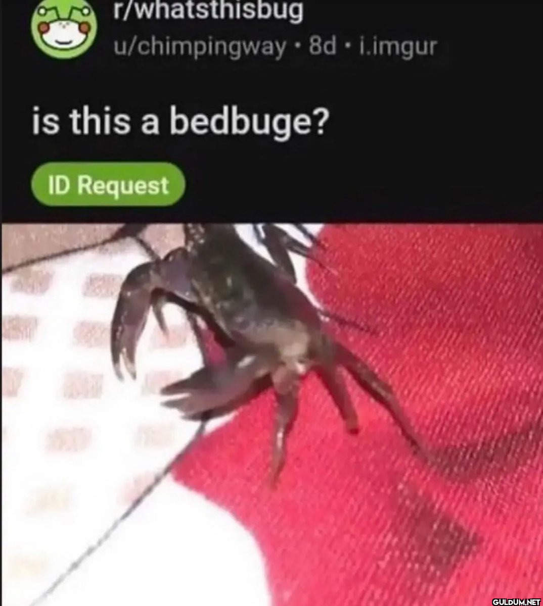 r/whatsthisbug...