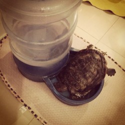 #tortuga #sleep #water #aguadelosperros D: