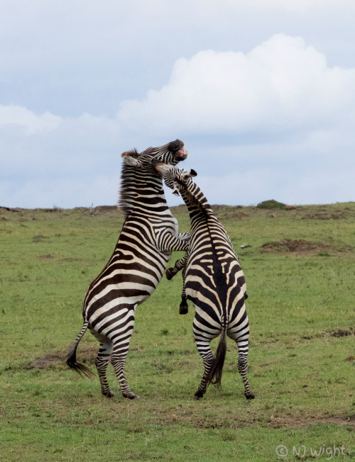 njwight: When zebras do the Irish Jig…  #HappyStPatricksDay