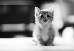 Cat En We Heart It. Http://Weheartit.com/Entry/75162287/Via/Organicethnic