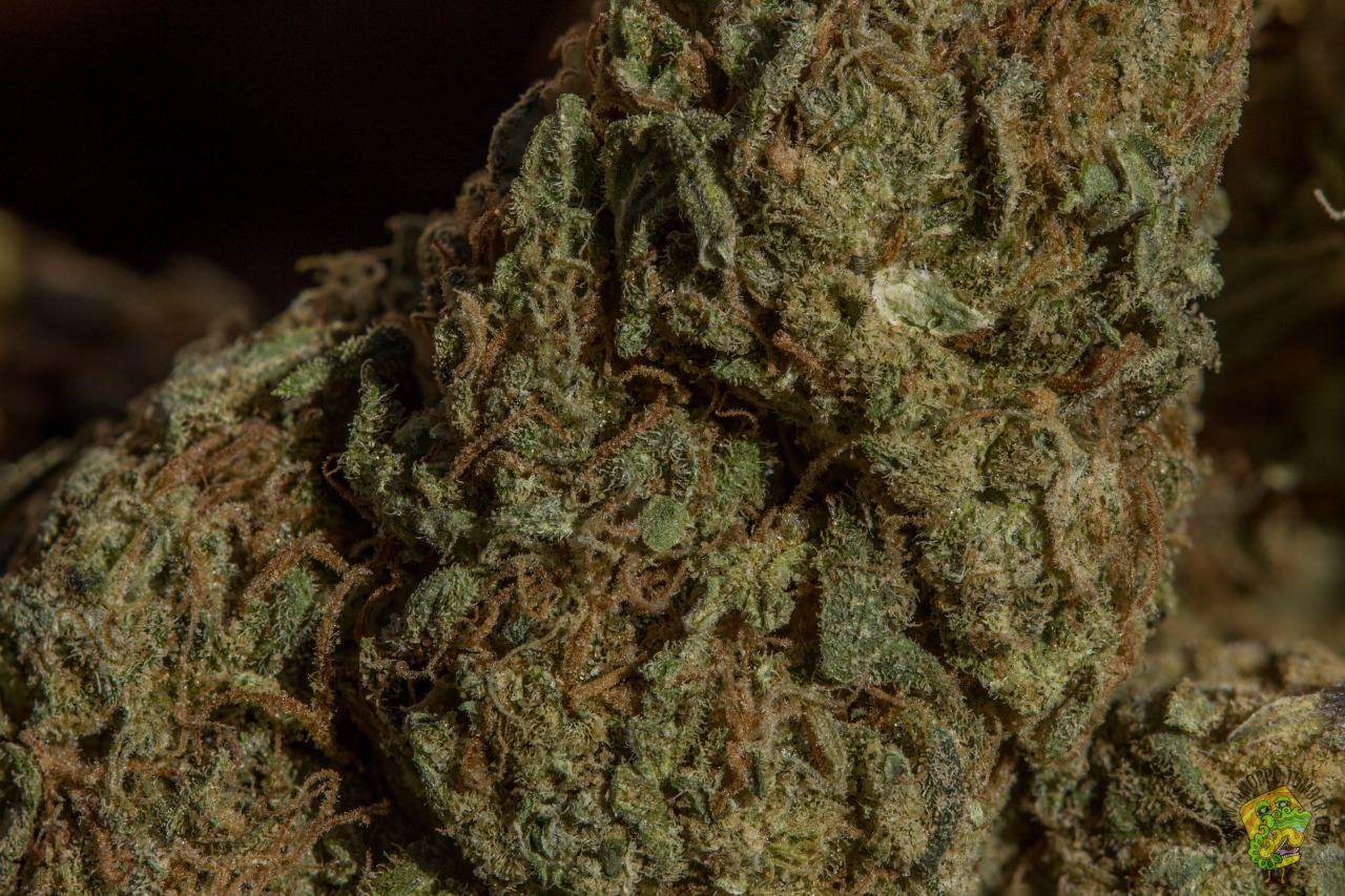 iamoppo:  Unknown Strain