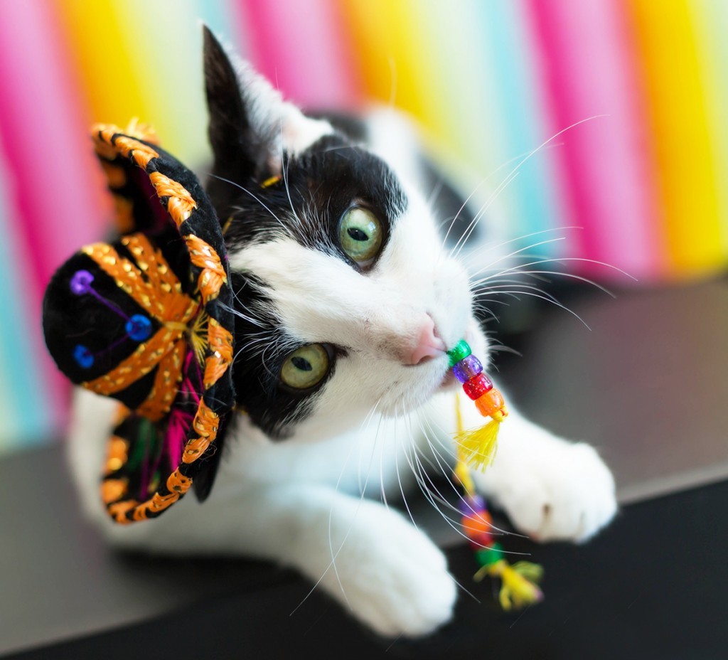 catsbeaversandducks:  Harley is ready to celebrate Cinco De Meow.Photos by ©Abby