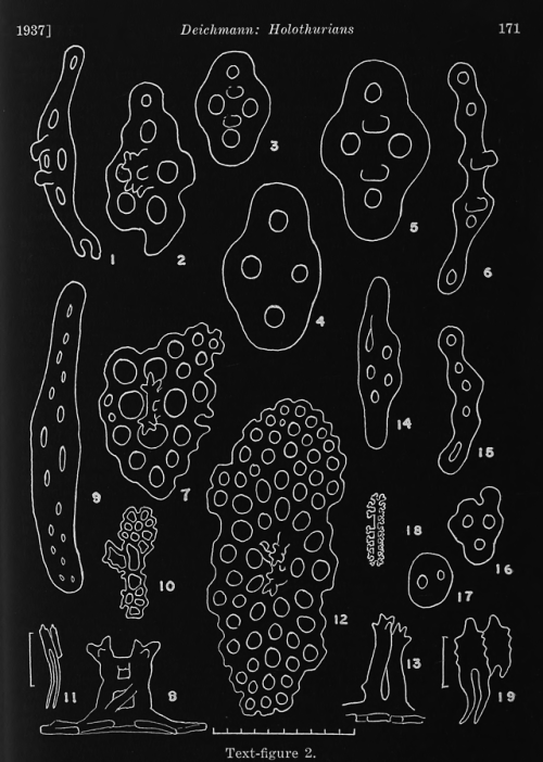 nemfrog:Holothurians. Zoologica. 1937. Color inverted.Internet Archive