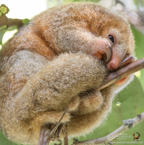 interadulation: christiandiorhypnoticpoison: end0skeletal: Silky Anteater SCREEEEEAAAAAAAAAAAAAAAAM 