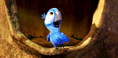 arara azul | Tumblr