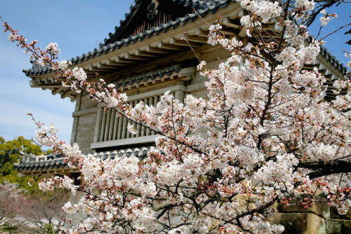 minuga-hana:The blossom was also a symbol of the Samurai, the epitome of Japanese valor  by esser47