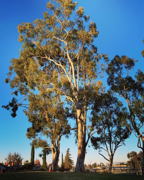 Eucalyptus trees in my neighborhood park.