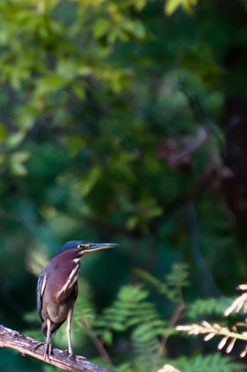 green heron