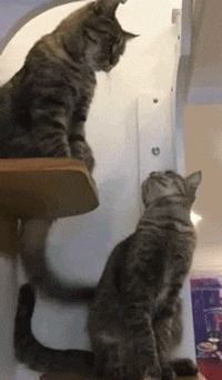 catsbeaversandducks:“Mittens, no.”