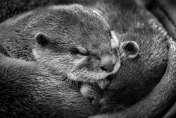 dailyotter:  Otters Curl Up Tightly for a