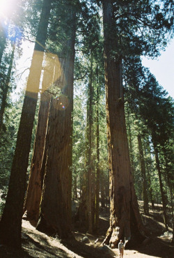 brutalgeneration:  Giant Sequoias, Tiny Gregg