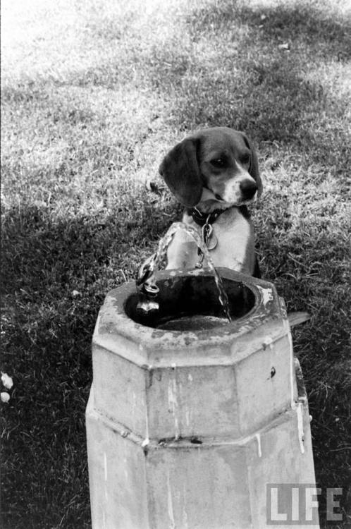 Him or Her at a drinking fountain(Francis Miller. 1964)