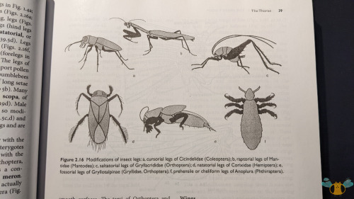 Daly and Doyen’s Introduction to Insect Biology and Diversity 3rd Edition, James Whitfield and