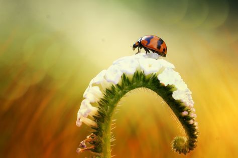 staceythinx:  Macro photography by Alfian Ismail