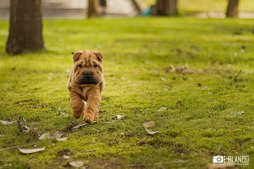 Cute shar pei puppies