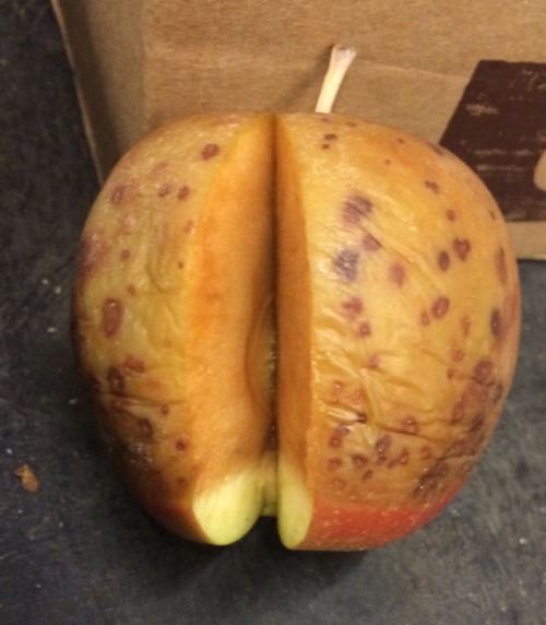 so I found this super nasty apple while stocking the organic fujis today, and as a joke took it over