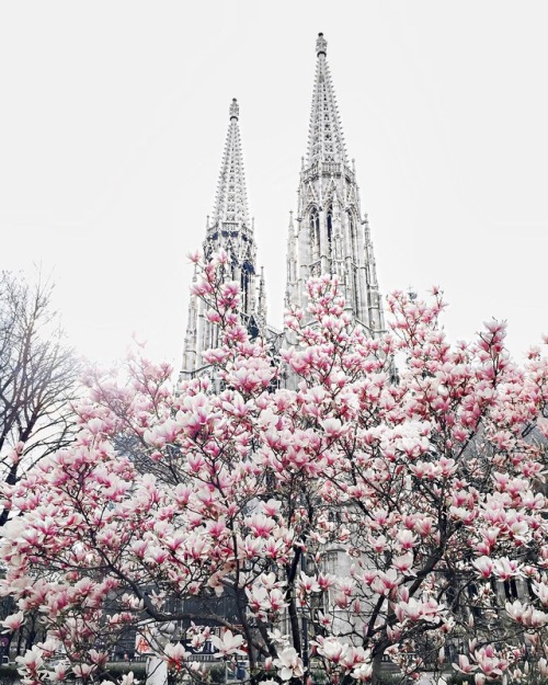 andantegrazioso:Votivkirche Wien | _pommegranate