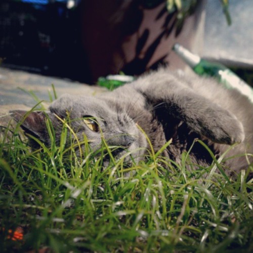 &ldquo;I&rsquo;m not drunk&rdquo; #Cat #Pet #Bottle #Beer #Drunk #Grey #Misho