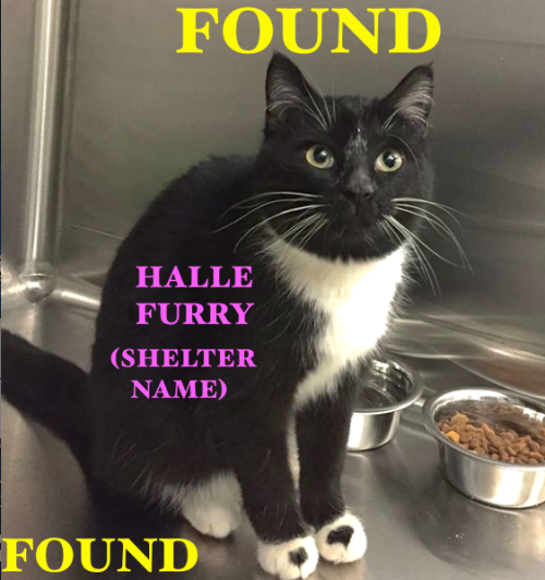 fox-trix: My local shelter keeps giving the animals they find pun names and I am screaming