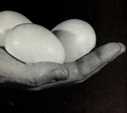 nemfrog:  Cover art, government booklet. The egg production business in California. 1959. 